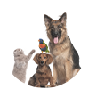 Mascotas